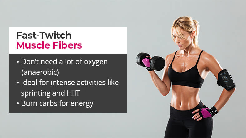 what are fast twitch muscle fibers